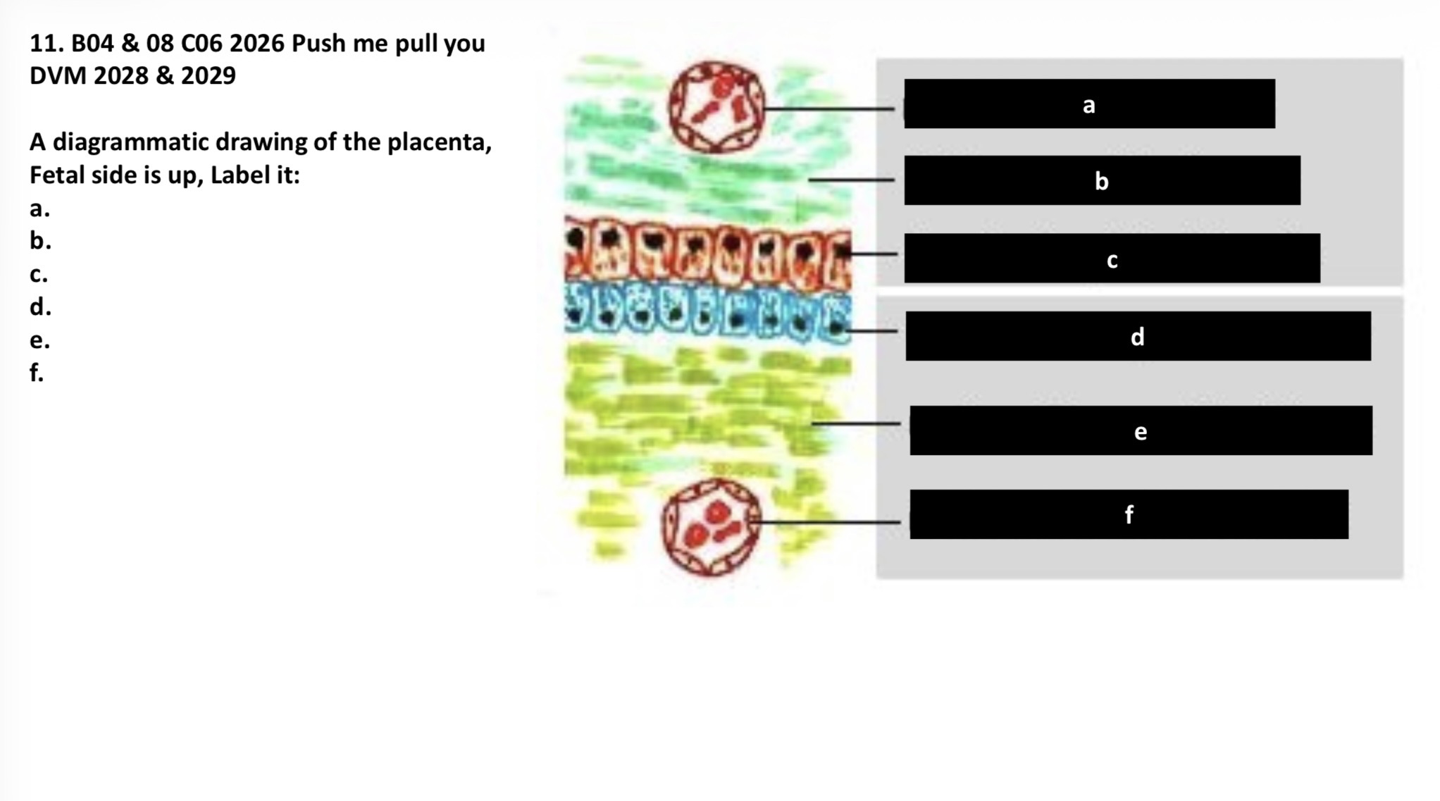 <p>A diagrammatic drawing of the placenta, fetal side is up, label A-F.</p>