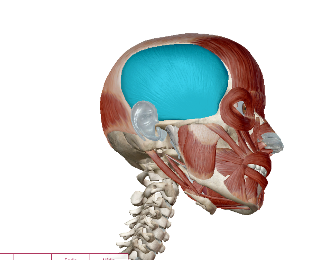 <p>Temporalis action</p>