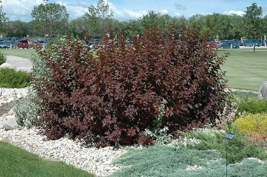 <p>Purple leaved Nine-bark</p>