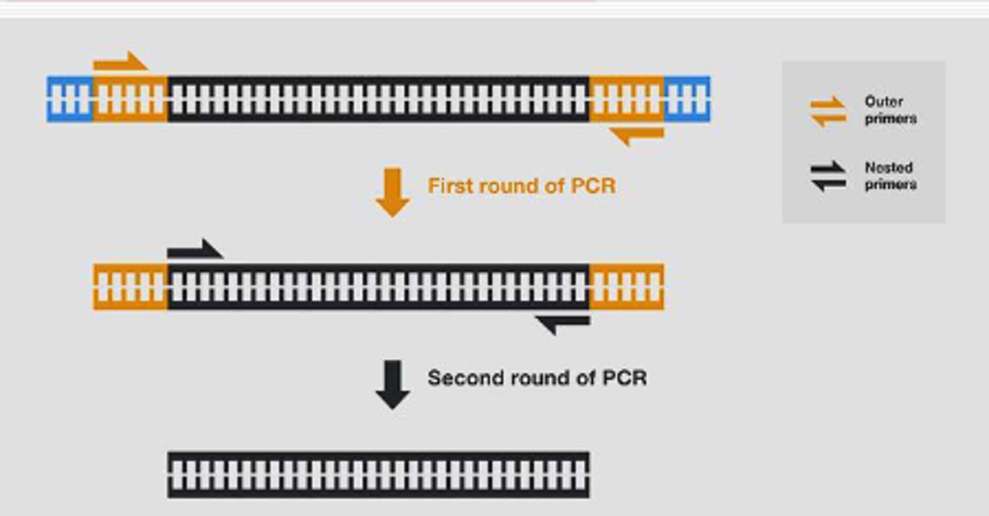 <p>makes reaction more specific and more sensitive</p><p>two cycles, first targeting a larger fragment, second uses nested primers to amplify again</p>