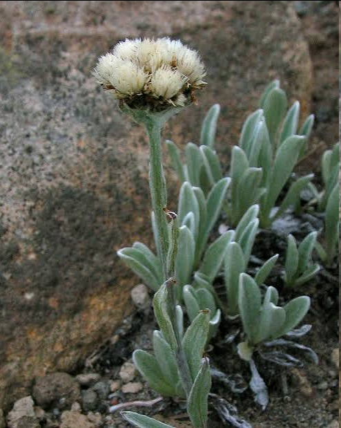 <p><span>This delicate, mat-forming perennial herb grows low to the ground (typically 5 to 13 cm)</span>. It is characterized by dense rosettes of silvery-grey, woolly leaves and produces small, fuzzy flower clusters that resemble the tiny, soft paws of a cat. The flower heads—which bloom in white, pink, or purplish shades—feature distinctive dark brown or black bracts.</p>
