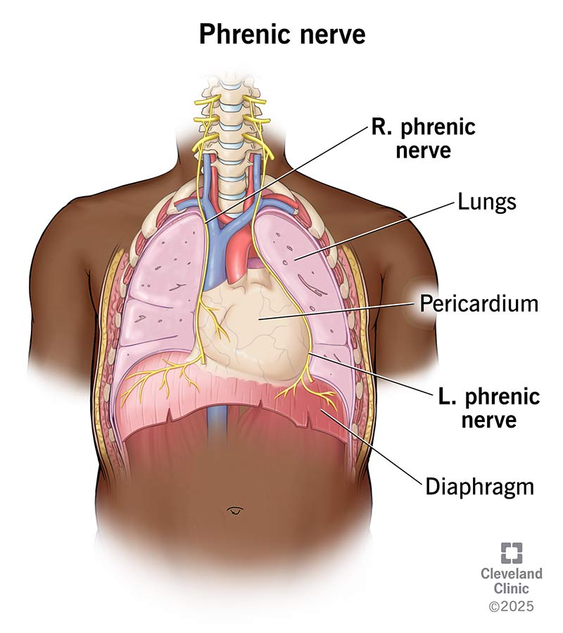 <p>Around the diaphragm   </p>