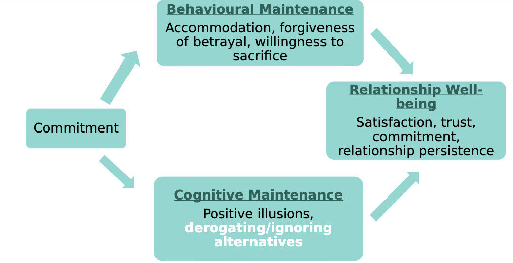 <ul><li><p>commitment can lead to:</p><ul><li><p>behavioural maintenance → accommodation, sacrifices, forgiveness</p></li><li><p>cognitive maintenance → positive illusions + derogating alternatives </p></li></ul></li><li><p>as a result, relationship well-being increases </p></li></ul><p></p>