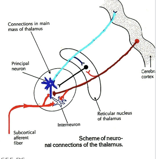 <p>Nuclei of thalamus (expect fro ReT) reciprocally connected w/ cortex via. excitatory projection neurons. </p><ul><li><p>Cortex sends projections (corticothalamic fibers) back to individual thalamic nuclei. </p></li><li><p>Corticothalamic projections more numerous than thalamocortical projections. </p></li><li><p>Corticothalamic projections thought to be modulatory inputs to the thalamus (important for info processing)</p></li><li><p>Thalamic nuclei characterized based on nature of their thalamocortical projections. </p></li></ul><p></p>