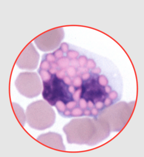 <p>What species does this neutrophil belong to? dog, equine, feline, or bovine?</p>