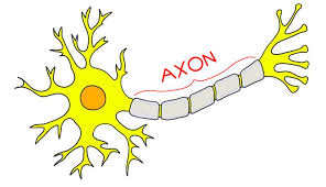 <p>An <strong>axon</strong> is the long part of a neuron that carries messages away from the cell body to other cells.</p>