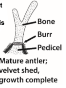 <p>Bone connected to the pedicel (base) via a burr</p>