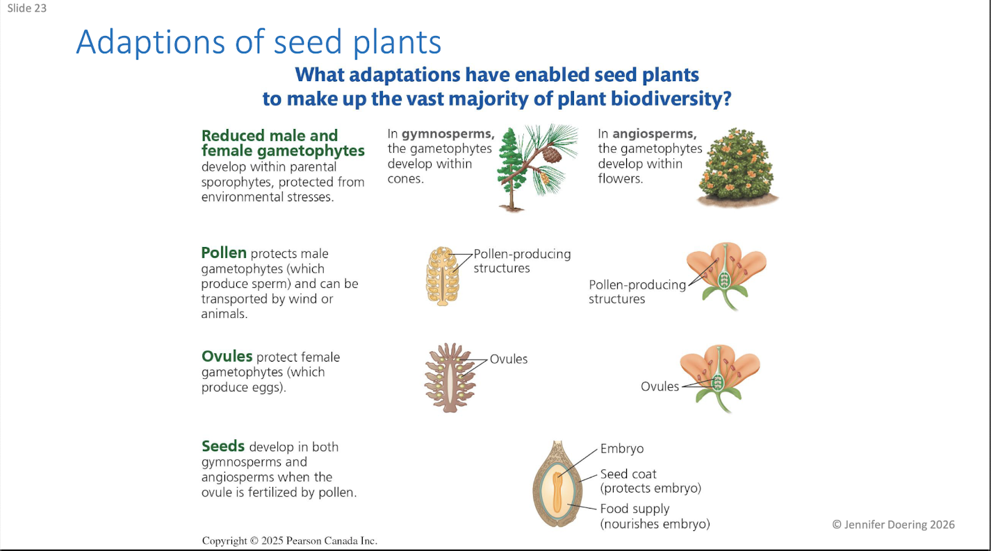 <ul><li><p>Reduced male and female gametophytes</p></li><li><p>Pollen</p></li><li><p>Ovules</p></li><li><p>Seeds</p></li></ul><p></p>