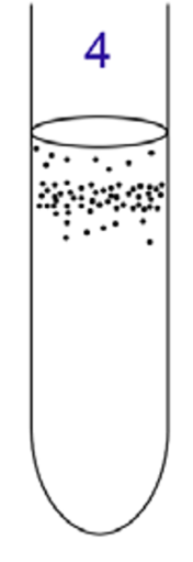 <p>Microaerophile </p>