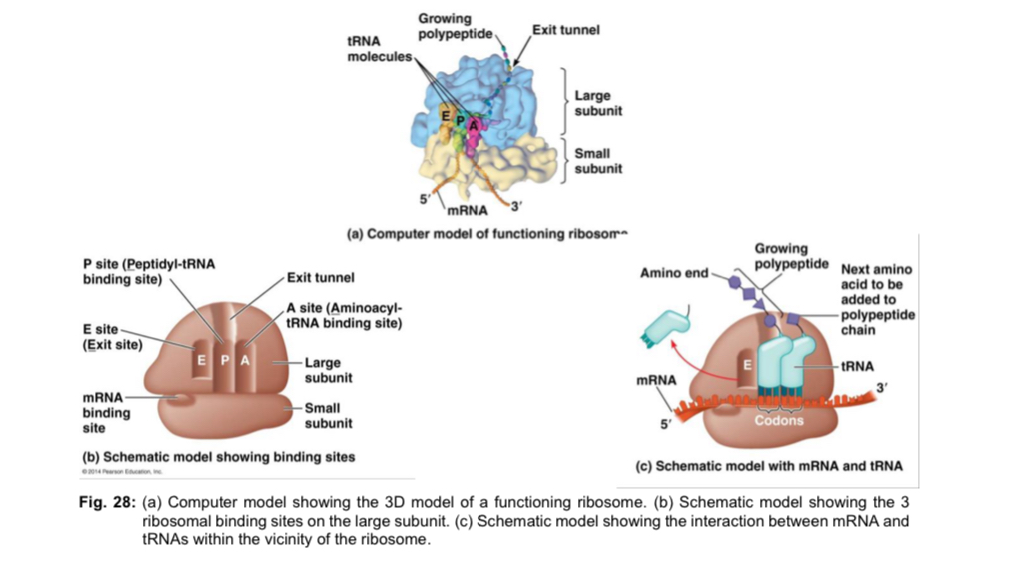 <p>Structure</p><ul><li><p>ribosome is a large ribonucleoprotein complex composed of <strong>ribosomal proteins</strong> and<strong> ribosomal RNA </strong>(rRNA)</p></li><li><p>bacteria ribosomes are ~70S while eukaryotic ribosomes are larger at ~80S</p></li></ul><p></p><ul><li><p>each eukaryotic ribosome consists of 2 subunits</p><ul><li><p>small subunit (40S) contains an mRNA binding site, where the mRNA binds - mRNA binding site is associated along the surface close to the junction of the subunits </p></li><li><p>large subunit (60S) - 3 binding sites for tRNA </p><ul><li><p><mark data-color="yellow" style="background-color: yellow; color: inherit;">A site</mark> (aminoacyl-tRNA site): holds the <strong>incoming tRNA carrying the next amino acid</strong> to be added </p></li><li><p><mark data-color="blue" style="background-color: blue; color: inherit;">P site</mark> (peptidyl-tRNA site): holds the <strong>tRNA</strong> carrying the <strong>growing polypeptide chain </strong></p></li><li><p><mark data-color="red" style="background-color: red; color: inherit;">E site</mark> (exit site): site of <strong>release of the deacylated tRNA</strong> (tRNA without amino acid attached) </p></li></ul></li></ul></li></ul><p></p>
