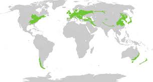 <p>Temperate Forests</p>