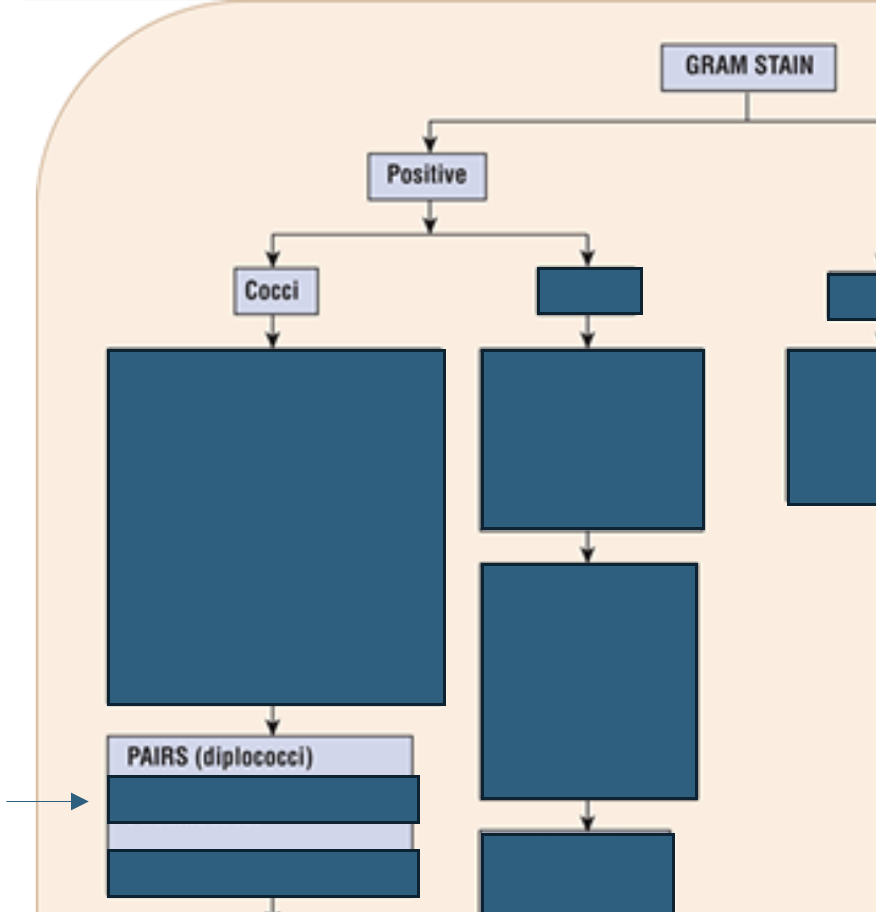 <p>What gram positive cocci can grow in <strong>pairs?</strong> (diplococci)</p>