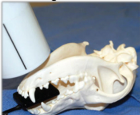 <p>70 degree rostral caudal in dorsal recumbency </p>