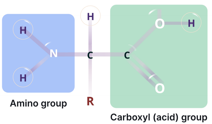 <p>proteins (monomer, polymer, linkage type, function)</p>