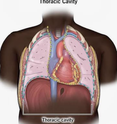 <p>Chest cavity containing the lungs and heart.</p><p>IN VENTRAL</p>