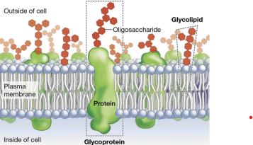 <p>3-10 monosaccharides vital for cell recognition (communication) &amp; signaling — usually found on glycoproteins</p>
