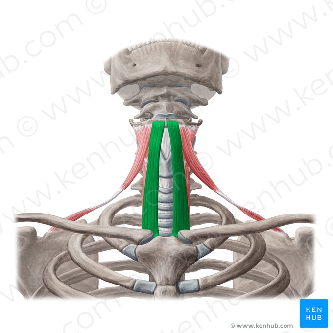 <p>O: Clavicle and manubrium</p><p>I: Hyoid bone</p>