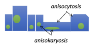 <p>Cells within a specific population <strong>vary significantly in appearance</strong></p>