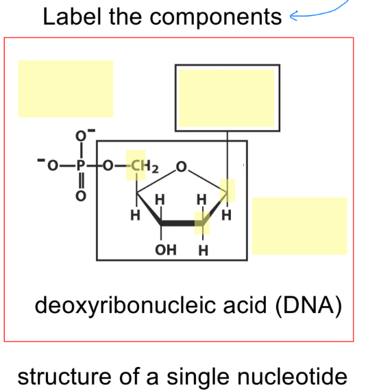 <p>include C1-5</p><p>_</p><p>DNA is 2 strands of __ in a helix</p>