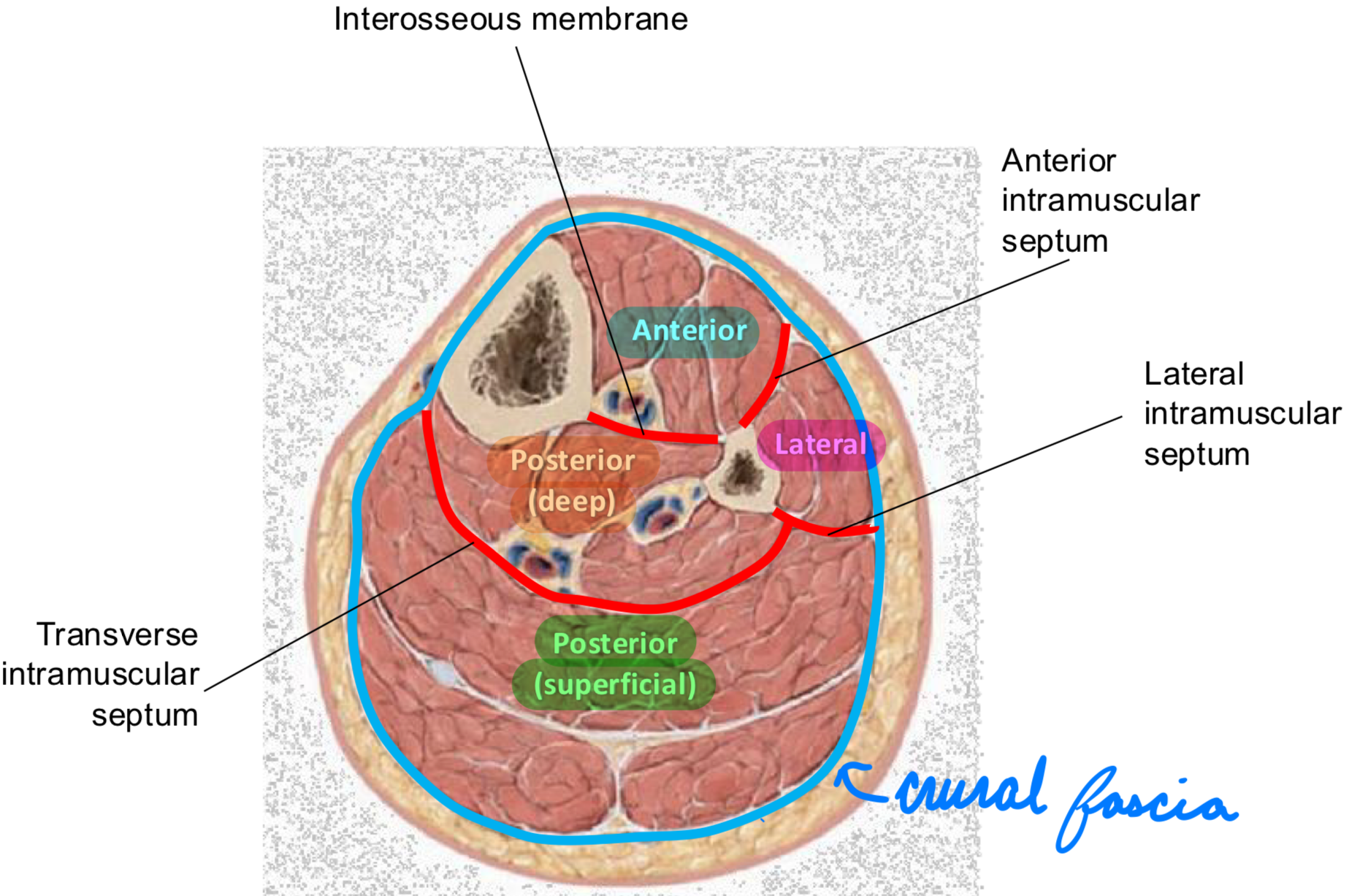 <p>4 compartments</p><ol><li><p>Anterior</p></li><li><p>Posterior: Deep</p></li><li><p>Posterior: Superficial</p></li><li><p>Lateral</p></li></ol><p>Divided by:</p><ul><li><p>Interosseous membrane</p></li><li><p>Intramuscular septa (anterior, lateral, transverse)</p></li></ul><p>Surrounded by crural fascia</p>