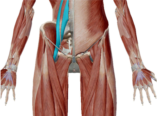 <p>what muscle is this</p>