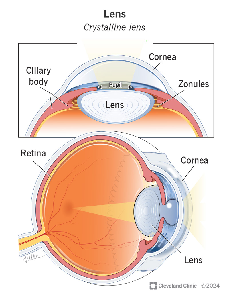 <p>Transparent elastic structure focusing light onto retina whcih are </p><p>posterior half of eye</p>