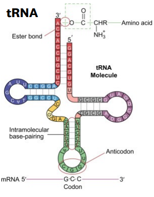 <p>1. RNA base pairing is similar to DNA 1. Except Adenine-Uracil, rather than Adenine-Thymine (2H bonds). G-C is same, with 3H bonds </p><p>2. RNA can interact with complementary regions </p><ul><li><p>Interactions lead to stems </p></li><li><p>Non-interacting sites are loops</p></li></ul><p></p>