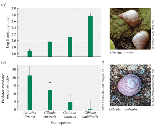<p><span>If shell thickness is directly related to handling time of a snail by a predator, and inversely related to their avoidance response when predators are present, which species do you predict must have the thickest shell, based on the data provided?</span></p><p>a. Gibbula umbilicalis</p><p>b. Littorina littorea</p><p>c. Gibbula cineraria</p><p>d. Osilinus lineatus</p>