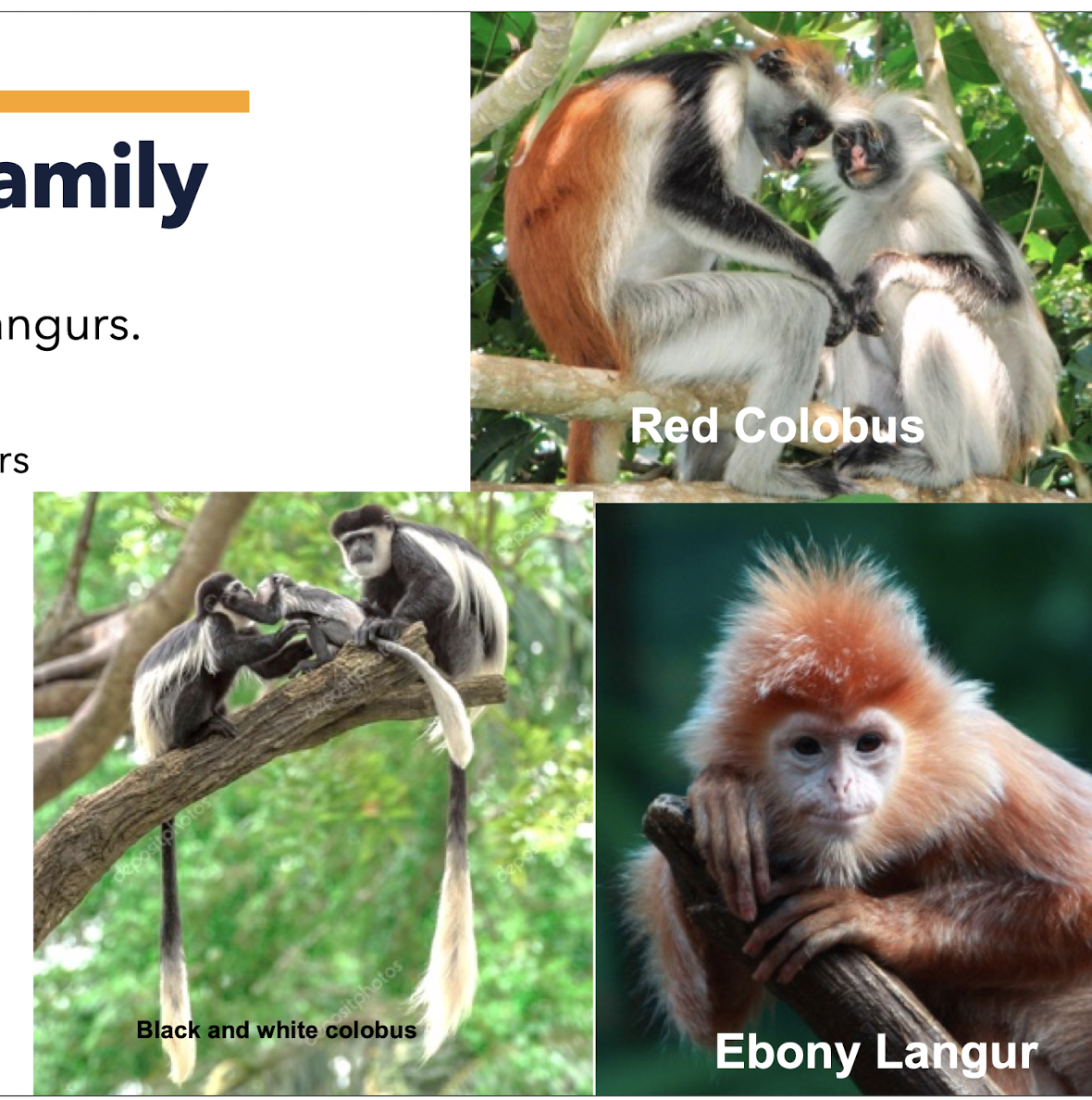 <p>colobinae subfamily </p>