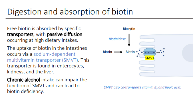 <p>vit B3 and lipoic acid </p>