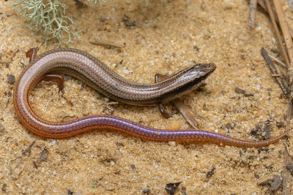 <p>Mole Skink</p>