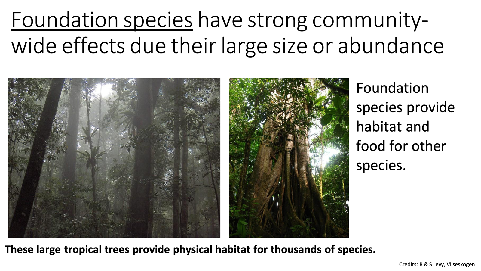 <ul><li><p>Foundation species are those that have strong community-wide effects due their large size or abundance</p><ul><li><p>Provide habitat and food for other species</p></li><li><p>Large trees, many small fishes in an ocean, etc</p><ul><li><p>“<span>Their size have a bigger impact rather than their trophic cascades. Can act as a food source and protection/habitat for other species. Giant trees being cut down would have a big impact on the trees themselves.”</span></p></li></ul></li></ul></li></ul><p></p>