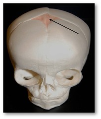 <p>identify the structure:</p>