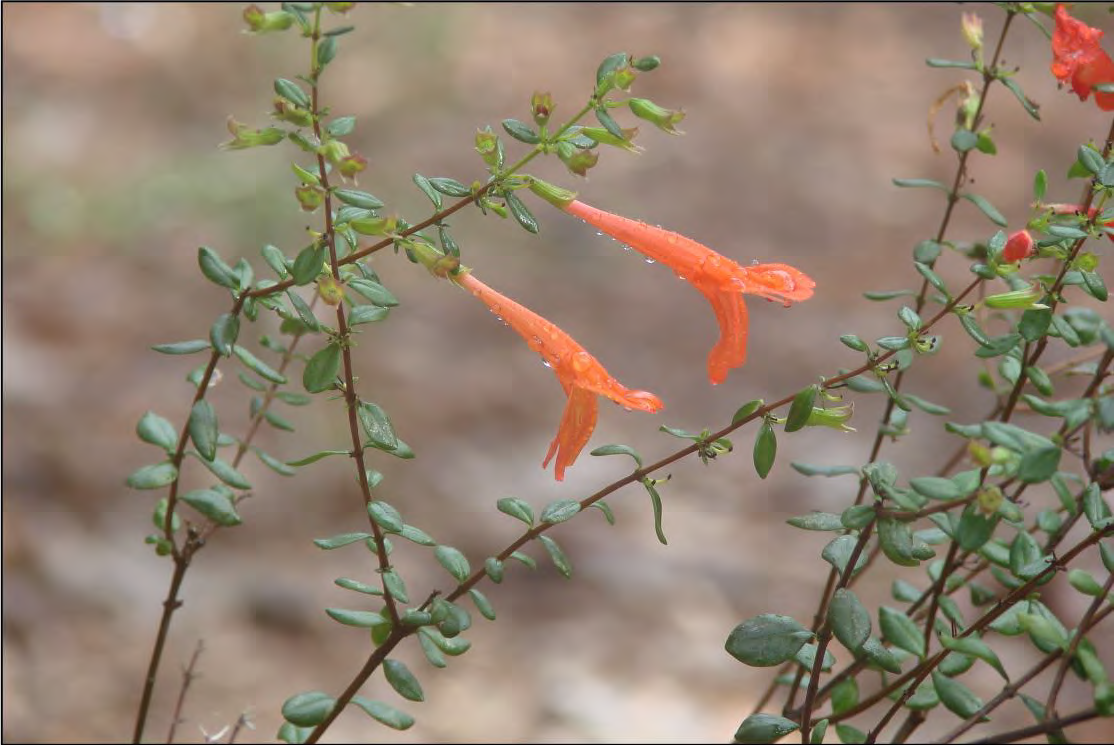 <p>•</p><p>Dry habitats</p><p>•</p><p>Key Characters:</p><p>•</p><p>Opposite, evergreen leaves</p><p>•</p><p>Glaucous leaves</p><p>•</p><p>Red tubular flowers</p>
