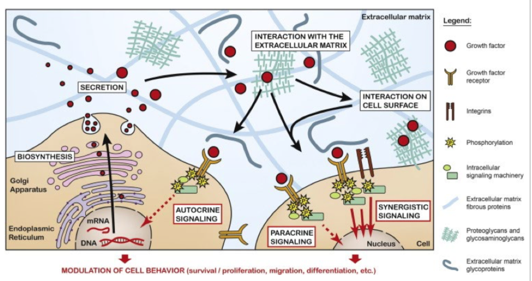 <p>De kan fungere som <strong>lokale reservoirs</strong> for vækstfaktorer.</p>