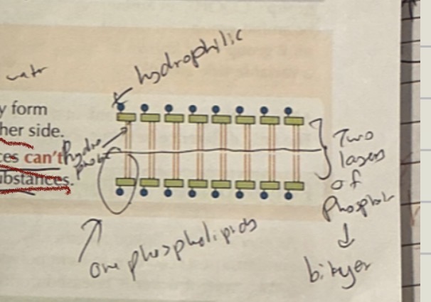 knowt flashcard image