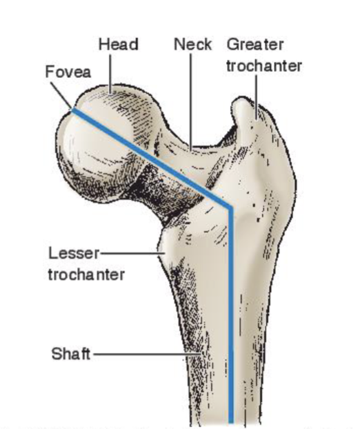 <p><span><strong>Rounded head </strong></span></p><ul><li><p><span>2/3 sphere</span></p></li></ul><p></p><p><span><strong>Fovea (depression)</strong></span></p><ul><li><p><span>Ligamentum teres attachment site</span></p></li></ul><p></p>