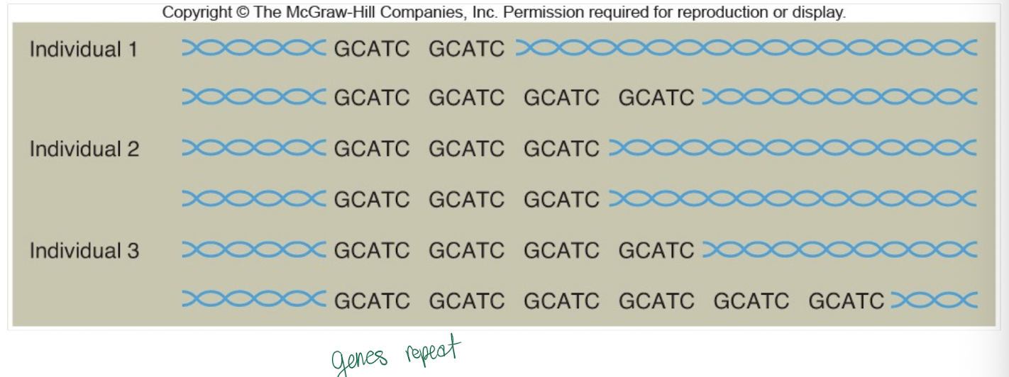<p>-Di-, Tri-, tetrea-, penta repeats (2-6 bp long)</p><p>-Clusters of STRs throughout the genome are called <strong>microsatellites</strong></p><p>-Most common is (CA)n, where n is 5 to 50 repeats</p>