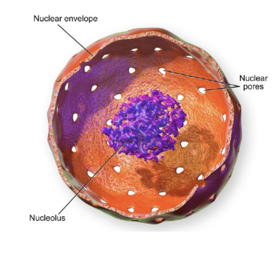 <ul><li><p>largest organelle in the eukaryotic cell</p></li><li><p>the cell’s control center</p></li><li><p>contains most of the cell’s DNA as chromatin and chromosomes</p></li><li><p>regulates gene expression - controlling which proteins the cell makes</p></li><li><p>most eukaryotic cells contain just a single nucleus (some types of cells, such as red bod celll, contain no nucleus)</p></li><li><p>a few other types of cells such as muscle cells contain multiple nuclei</p></li></ul><p></p>