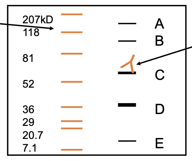 <p><span style="color: rgb(255, 255, 255);"><br>Stain” Blot with the Primary Antibody</span></p>