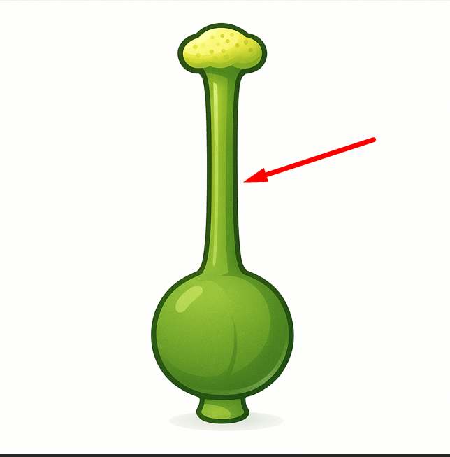 <p>The long structure of the pistil that leads to the ovary.</p>