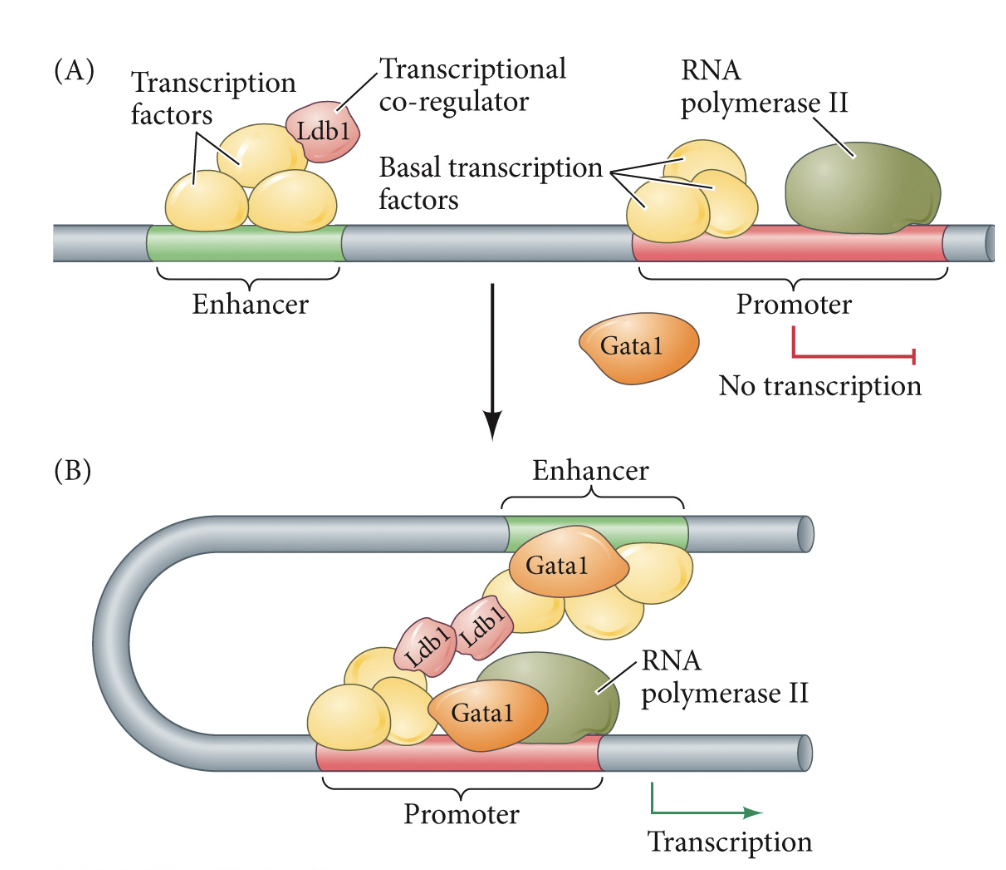 <p>uses a mediator complex of ~ 12 proteins to get RNA Poly onto the promoter to promote transcription of a certain part of the genome</p>