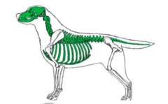 <p>skull, spine, ribs, sternum</p>