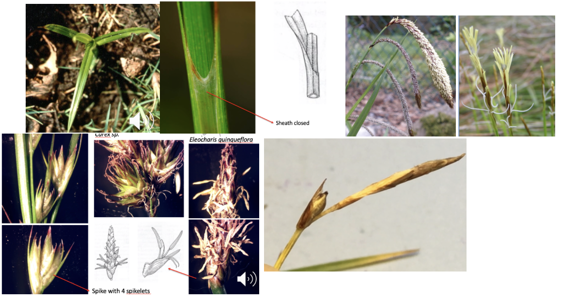 <p>Cyperaceae</p>