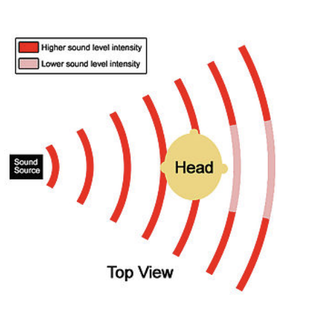 <ul><li><p>Differences in the intensity of the sound hitting each ear</p></li><li><p>The sound that hits the closer ear is always more intense (ie. louder)</p></li></ul><p></p>