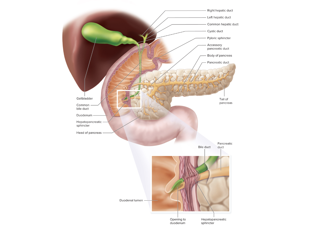 <p>Gallbladder, Pancreas, and Bile Ducts</p>