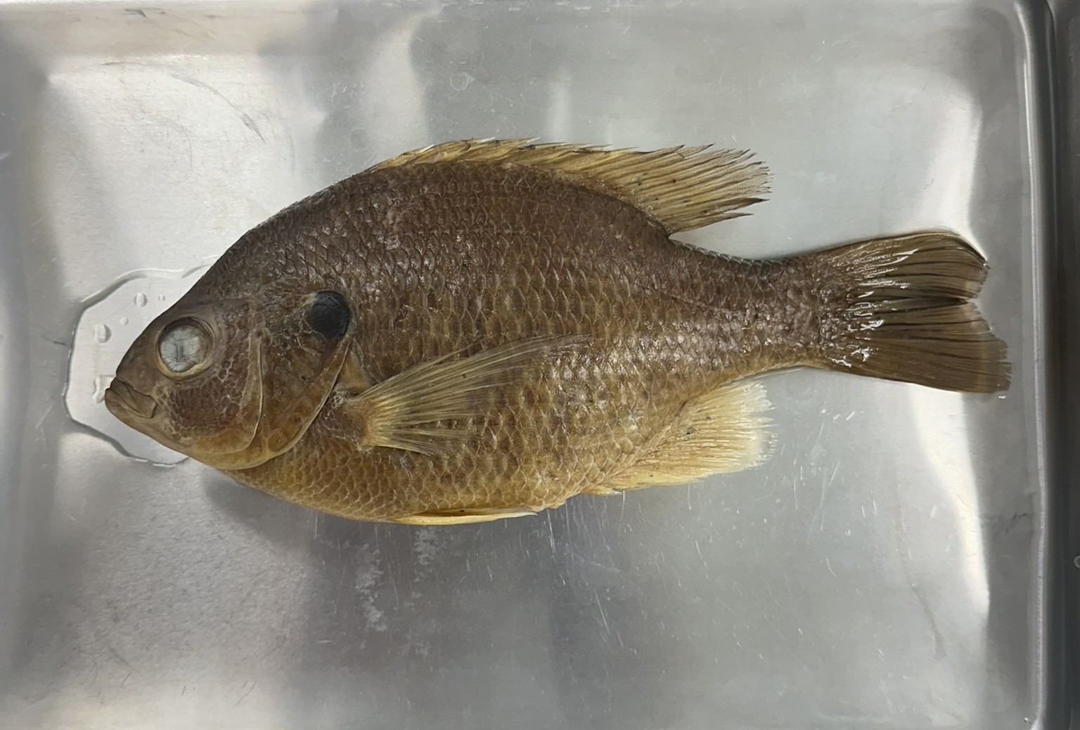 <p>Family Centrarchidae (sunfishes) - <em>Lepomis microlophus </em></p>