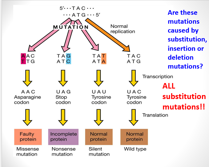 <p>has <strong>no effect</strong> on a cell’s metabolism</p>
