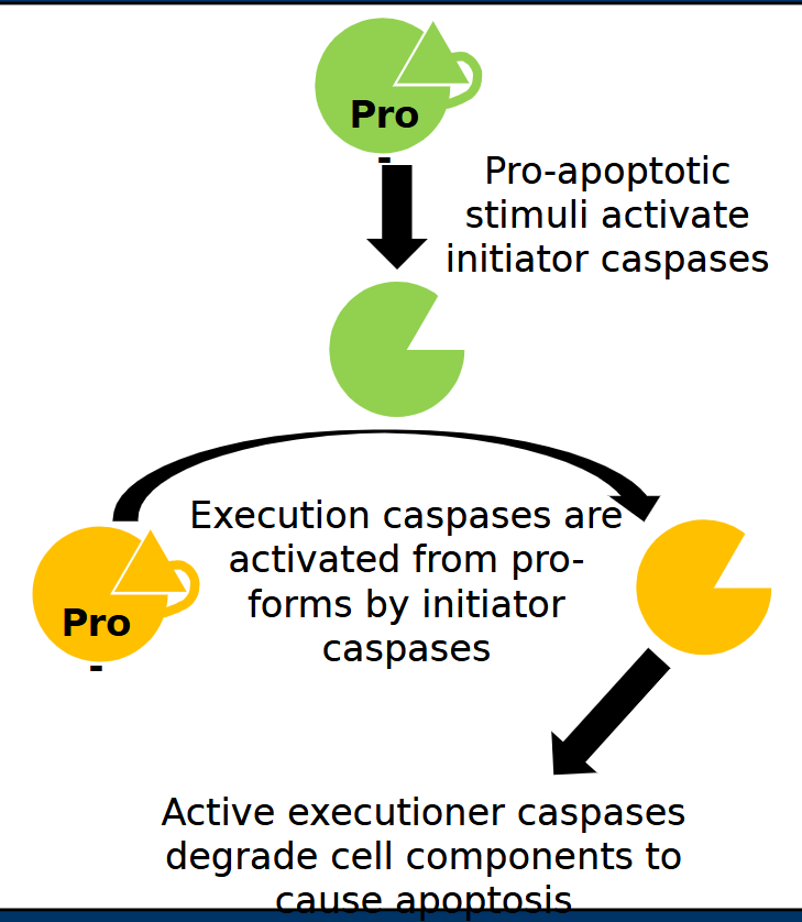 <p><span style="color: rgb(9, 9, 9);"><strong><span>Executioner caspases</span></strong><span> cleave cellular components to cause apoptosis</span><span><br></span><span>   - Cleavage of cytoskeleton to cause membrane disruption</span><span><br></span><span>   - Cleavage of PARP</span><span><br></span><span>   - Cleavage/activation of DNase enzymes to degrade nuclear DNA</span><span><br></span><span>   - Examples =</span><strong><span> Casp3</span></strong><span> and </span><strong><span>Casp7</span></strong><span> (Intrinsic and extrinsic)</span></span></p>