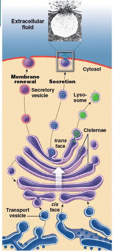 <ul><li><p>each sac or cisternae contains enzymes of different functions</p></li><li><p>proteins move cis to trans from sac to sac</p></li><li><p>mature at the exit cisternae</p></li><li><p>travel to destination within vesicles</p></li><li><p>modifications occur within each sac (formation of glycoproteins, glycolipids, and lipoproteins)</p></li></ul><p></p>